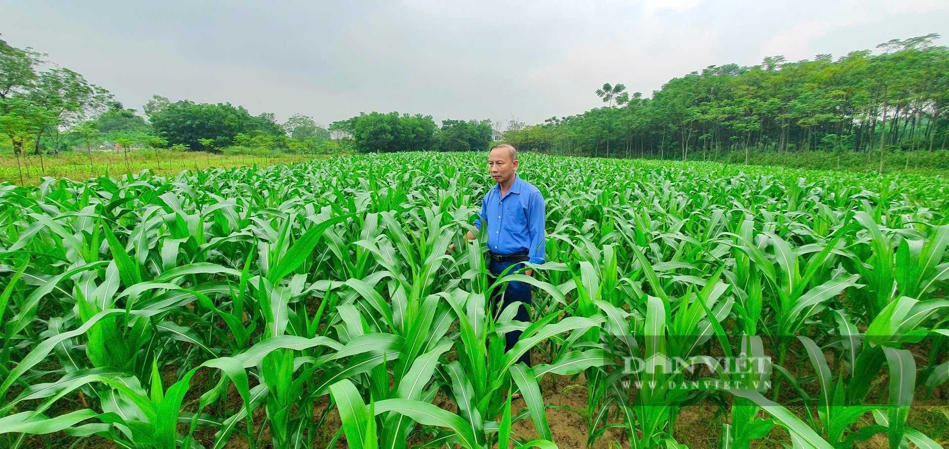 Thanh Hoa Scientist Develops High-Quality Rice and Maize Varieties to Support Farmers